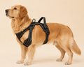 The Harness